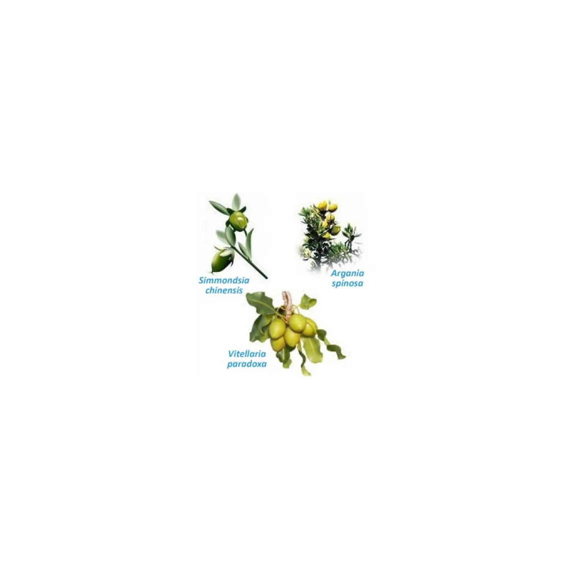 Claude Bell Soin Réconfort Des Pieds 3 Claude Bell Soin Réconfort Des Pieds